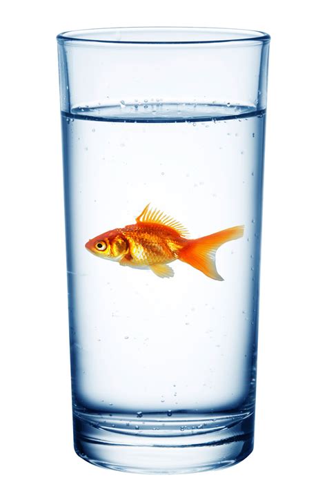 Summary · Freshwater fish do not drink · All but a few medications are insoluble in water so can't get to the fish if put into the aquarium water. · All th...